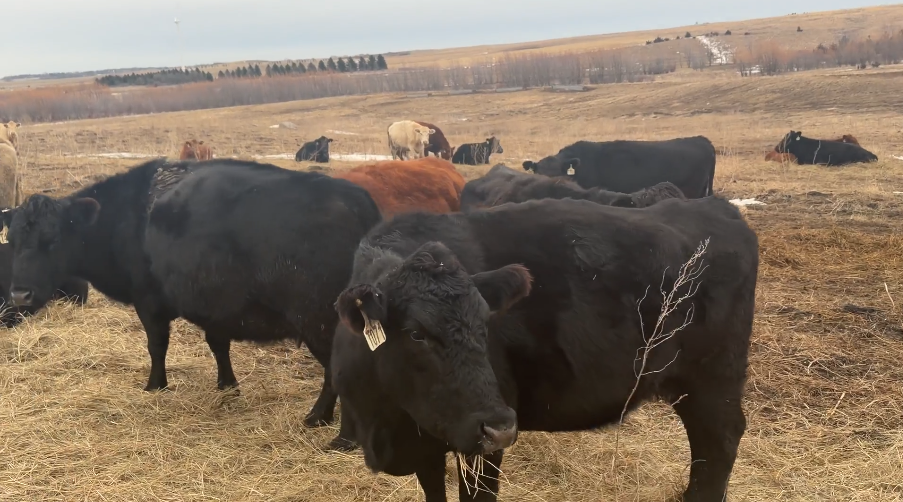 6 yr olds, March – June calvers, Home raised 2 irons!-BC114C6